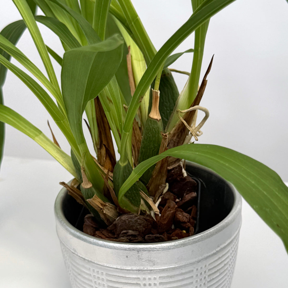 Zglm. Orchid Artur Elle 'Tombstone' for Sale – Logee's Plants