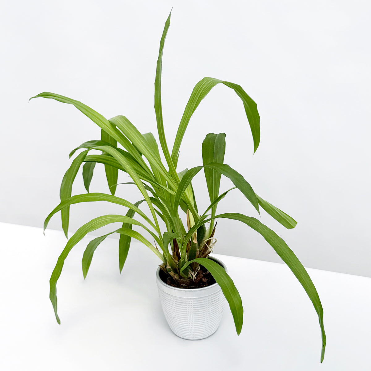 Zglm. Orchid Artur Elle 'Tombstone' for Sale – Logee's Plants