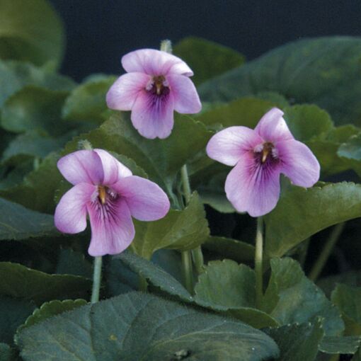 Pink Fragrant Violet (Viola odorata rosea)