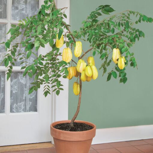 Star Fruit 'Maher Dwarf'