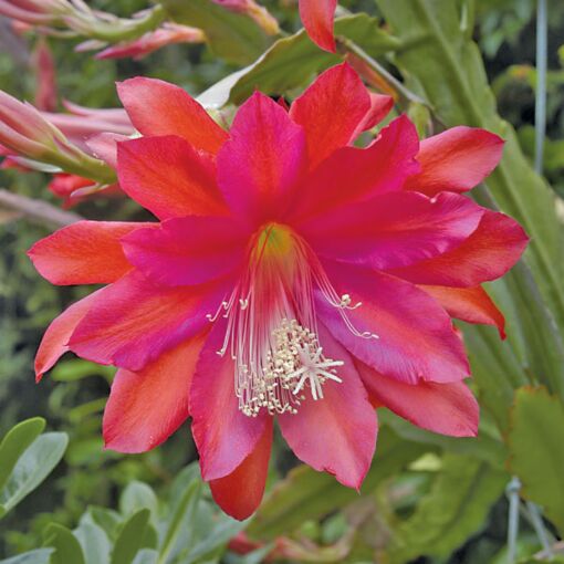 Orchid Cactus‘Conway’s Giant’(Epiphyllum hybrid) 