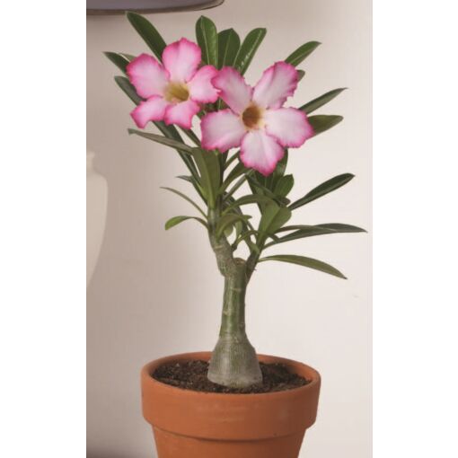 Pink adenium plant care