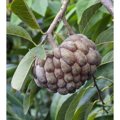 Sweetsop seeds Annona squamosa Yellow Fragrant Flowers Tropical Gardening