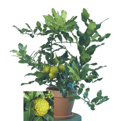 Citrus Hystrix Kaffir Lime Tree Plant