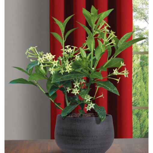 Fjernelse Kyst rolle Night Blooming Jasmine (Cestrum nocturnum) for Sale at Logee's [4" pot]