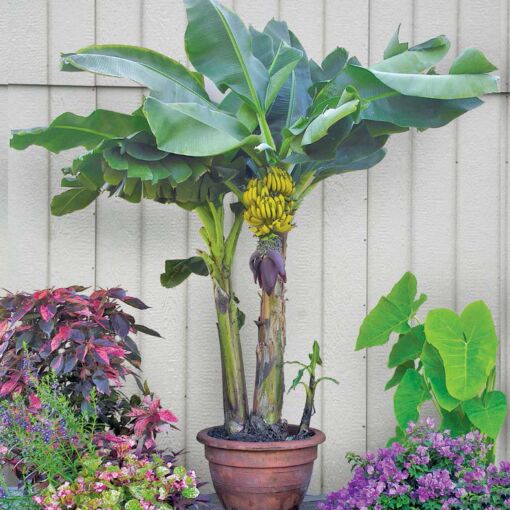 Cum să îngrijești planta de banane pitice
