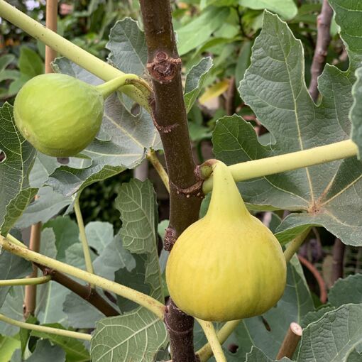 Fig trees “Yellow Long Neck” 2 Plants cheap price!