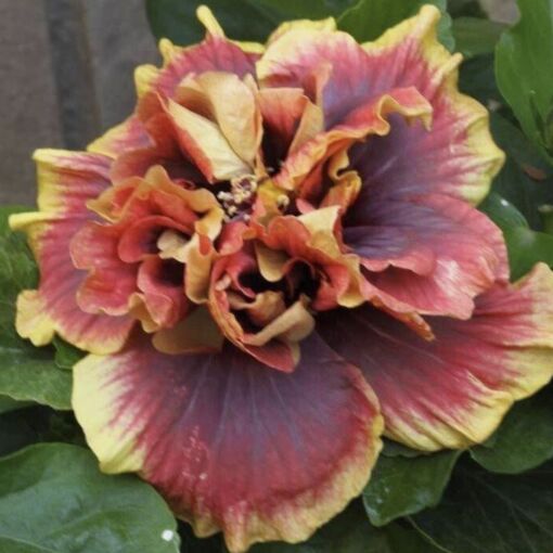 Details about   **CROWN JELLYFISH** Rooted Tropical Hibiscus Plant**Ships Bare Root***