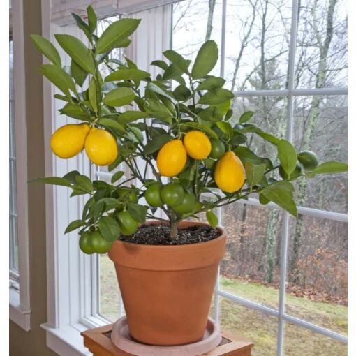 Meyer Lemon (Citrus limon) Meyer Lemon Trees for Sale at Logee