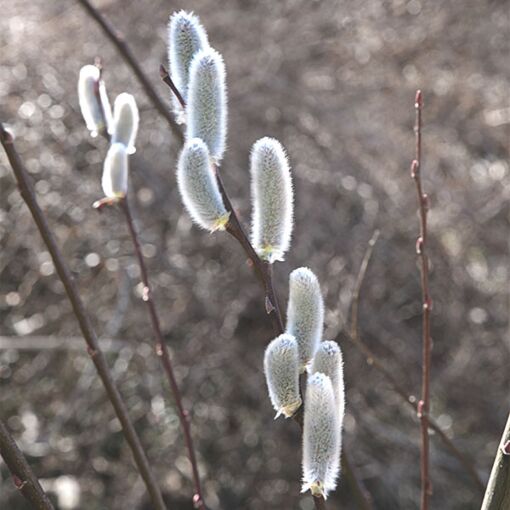 Giant White Pussy Willow (Salix chaenomeloides)