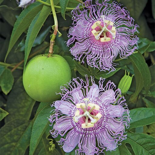 Maypop Passion Flower Passiflora Incarnata Maypop Passion Flower Passiflora Incarnata