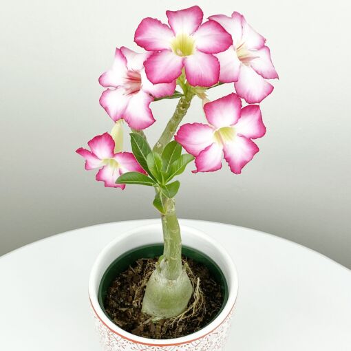 Plante Adenium, rose du désert