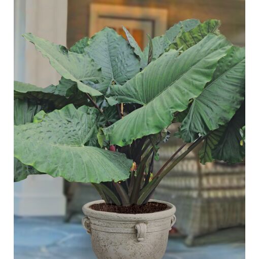 Elephant Ear 'Sumo' (Alocasia hybrid) Elephant Ear Plant for Sale