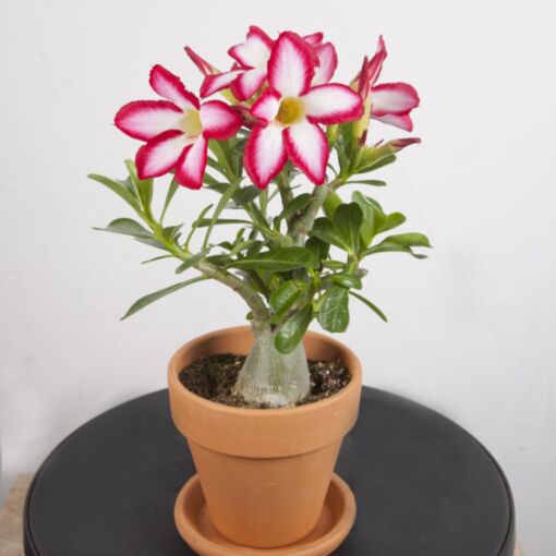 Details about   Only Red 1000 Seeds " Siam Red " Adenium Obesum Desert rose REGISTERED TRACK 