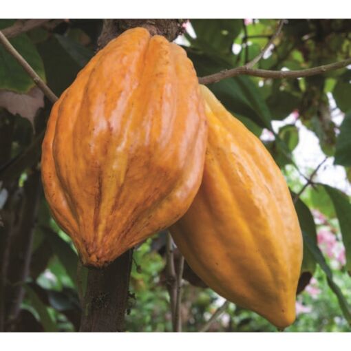 Chocolate or Cocoa (Theobroma cacao)