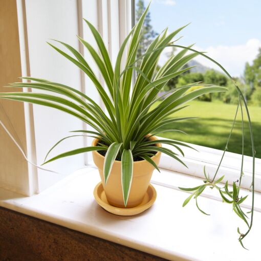 Variegated Spider Plant (Chlorophytum comosum 'Variegatum') for sale
