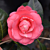 Camellia ‘April Kiss’ (Camellia japonica hybrid)