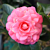 Camellia ‘April Rose’ (Camellia japonica hybrid)