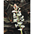 Black Jewel Orchid (Ludisia discolor)