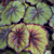 Begonia ‘Fireflush’ (Begonia rex hybrid)   