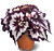 Begonia ‘China Curl’ (Begonia rex hybrid)