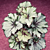 Begonia ‘Green Gold’ (Begonia rex hybrid)