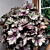 Begonia ‘Raspberry Swirl’ PP (Begonia rex hybrid)