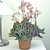 Begonia ‘Flemenco’ (Begonia rhizomatous hybrid)  