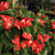Begonia ‘Christmas Candy’ (Begonia fibrous hybrid)