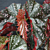 Begonia ‘Cracklin Rosie’ (Begonia fibrous hybrid)  