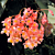 Begonia ‘Elaine’ (Begonia fibrous hybrid)