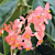 Begonia ‘Honeysuckle’ (Begonia fibrous hybrid)