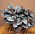Begonia ‘Kismet’ (Begonia fibrous hybrid)