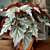 Begonia ‘Looking Glass’ (Begonia fibrous hybrid) 