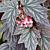 Begonia ‘Pink Minx’ (Begonia fibrous hybrid) 