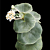 Begonia venosa (Begonia species)