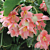 Begonia ‘Potpourri'’ (Begonia fibrous hybrid)    