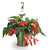 Begonia ‘Coral Chimes’ (Begonia fibrous hybrid)  