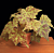Begonia ‘Marmaduke’ (Begonia rhizomatous hybrid)