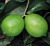 Persian Lime Tree (Citrus aurantifolia hybrid)