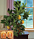 Blood Orange Tree 'Sanguinelli' (Citrus sinensis)