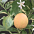 Variegated Pink Eureka Lemon Tree (Citrus x limon) 