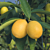 Limequat Citrus Tree (Citrus x floridana)