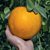Hardy Grapefruit (Citrumelo hybrid)