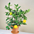 Citrus ‘Sunquat’ (Citrus hybrid) 
