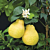 Sweet Lemon Tree (Citrus ujukitsu)