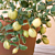 Variegated Citron (Citrus medica variegata)