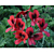 Geranium ‘Old Scarlet Unique’ (Pelargonium hybrid)