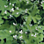 Geranium ‘Peppermint’ (Pelargonium hybrid)