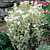 Geranium ‘Prince Rupert Variegated’ (Pelargonium hybrid)